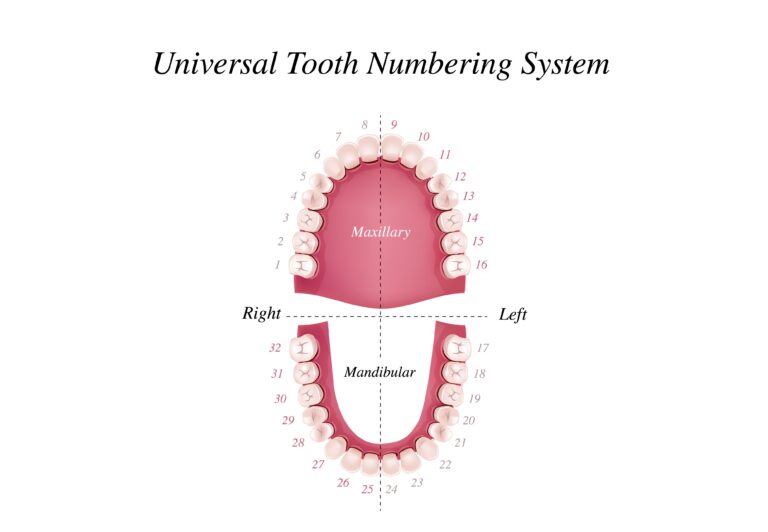 Esquema con el número de dientes y su posición