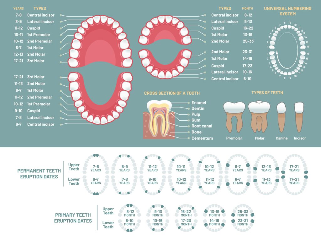 Esquema con el nombre de todos los dientes y a que edad empiezan a salir